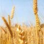 Disposable Wheat Straws
